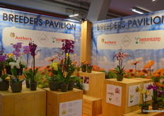 In ornamental horticulture, people were busy with Flower Trials, but a little ornamental cultivation wasn't lacking at GreenTech either, like here in the Breeders Pavilion.